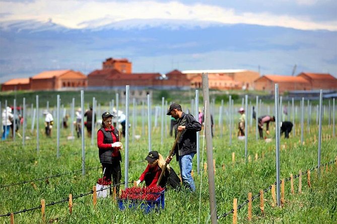 1-Day tour to Aragatsotn Wine region and Wine Route. - Your day starts at 10:00 with hotel pickup from all Yerevan hotels